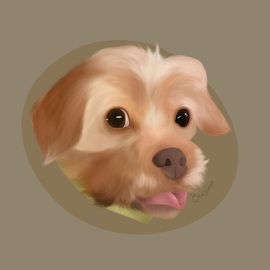 Pet Portrait